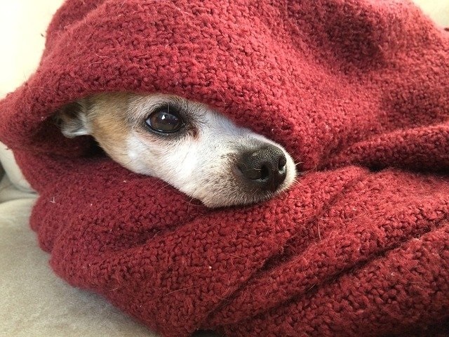 犬は寒さに強いってホント?寒さ対策の必要性