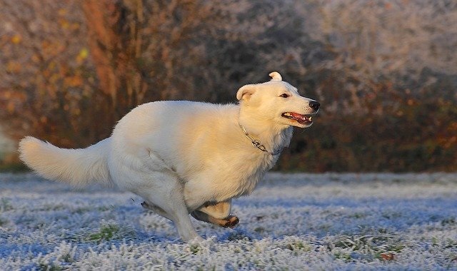 犬は寒さに強いってホント?寒さ対策の必要性
