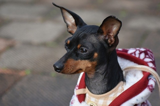 犬は寒さに強いってホント?寒さ対策の必要性