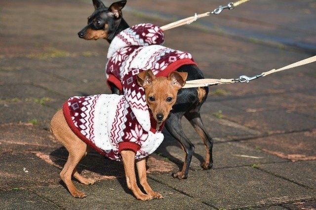 犬は寒さに強いってホント?寒さ対策の必要性