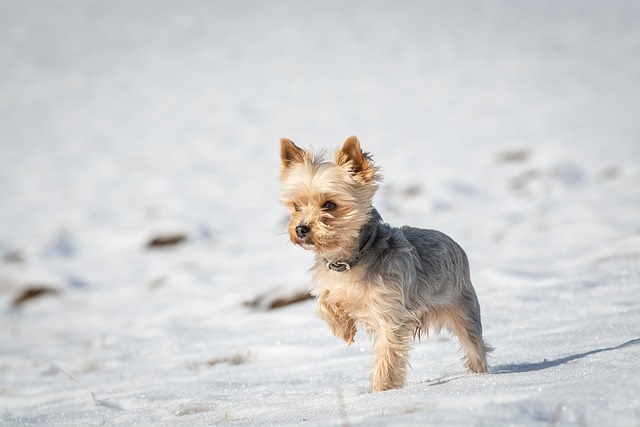 犬は寒さに強いってホント?寒さ対策の必要性