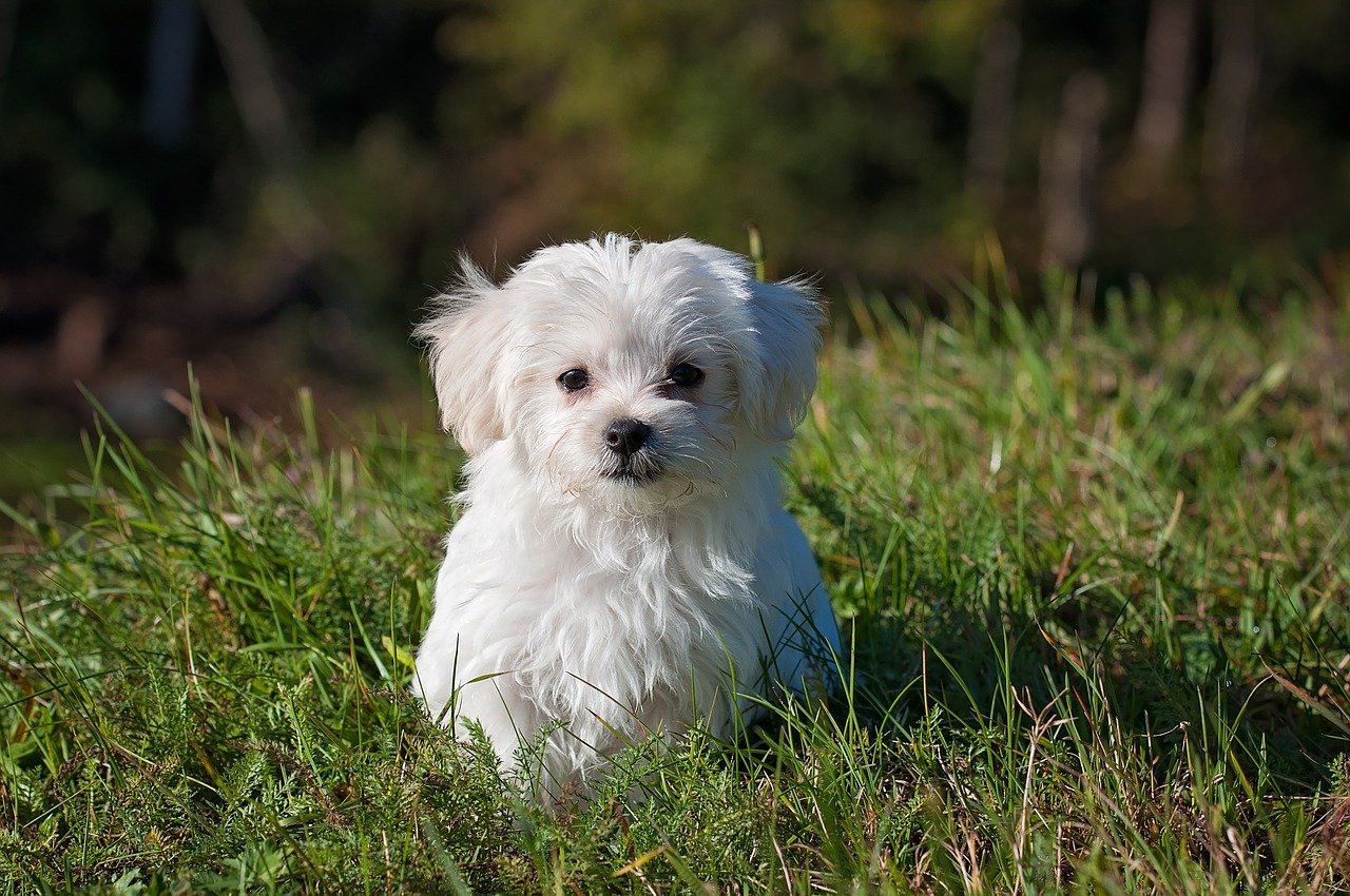 子犬のお散歩デビュー、用意したいことや注意点は?