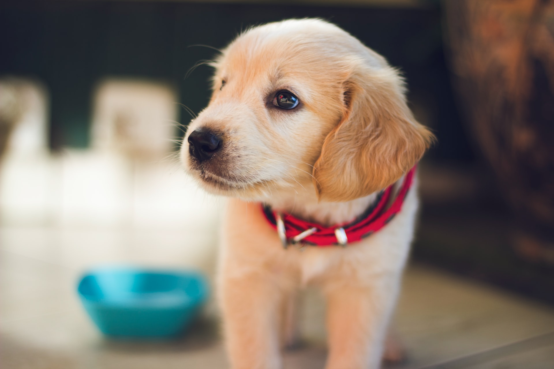 子犬のお散歩デビュー、用意したいことや注意点は?