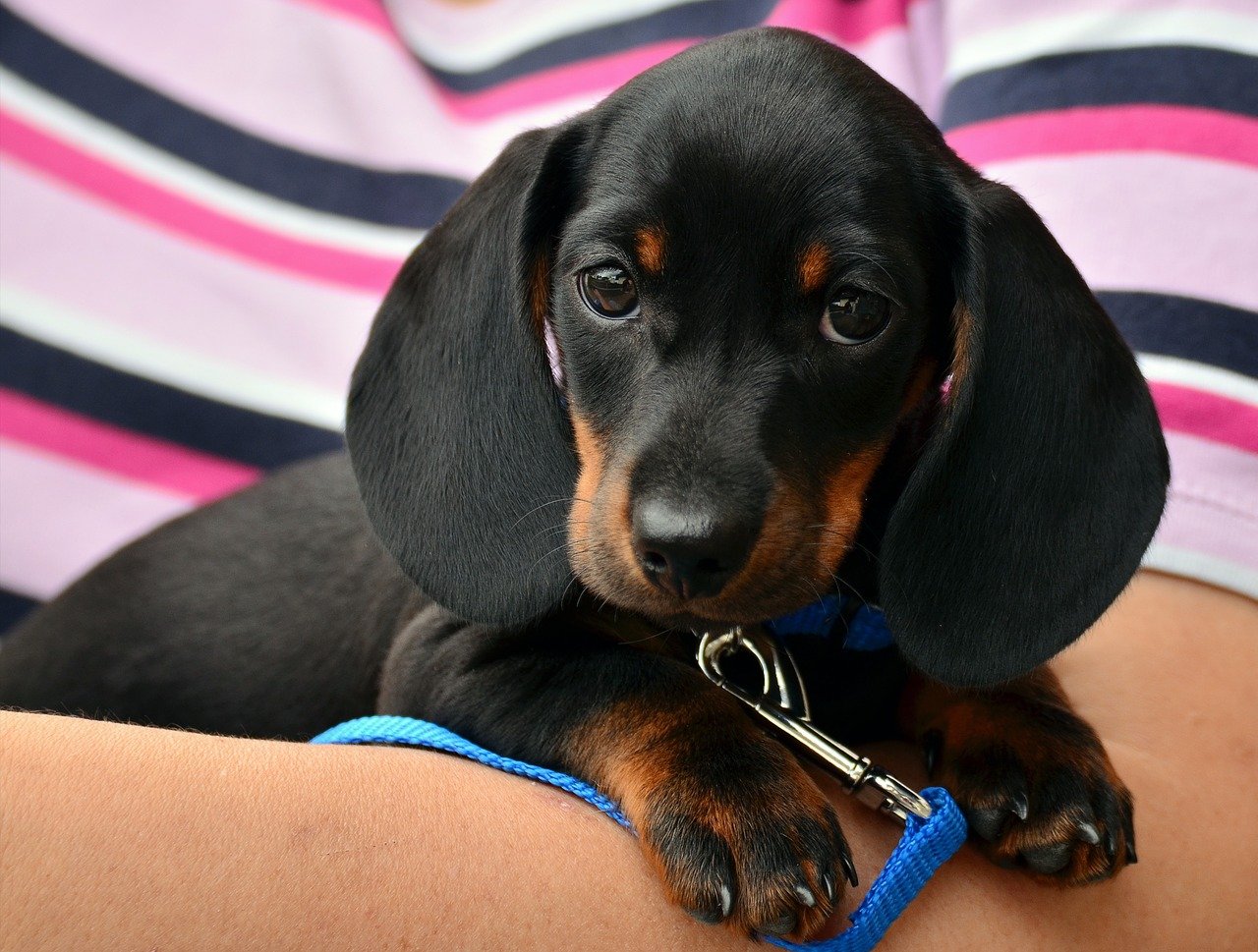 子犬のお散歩デビュー、用意したいことや注意点は?