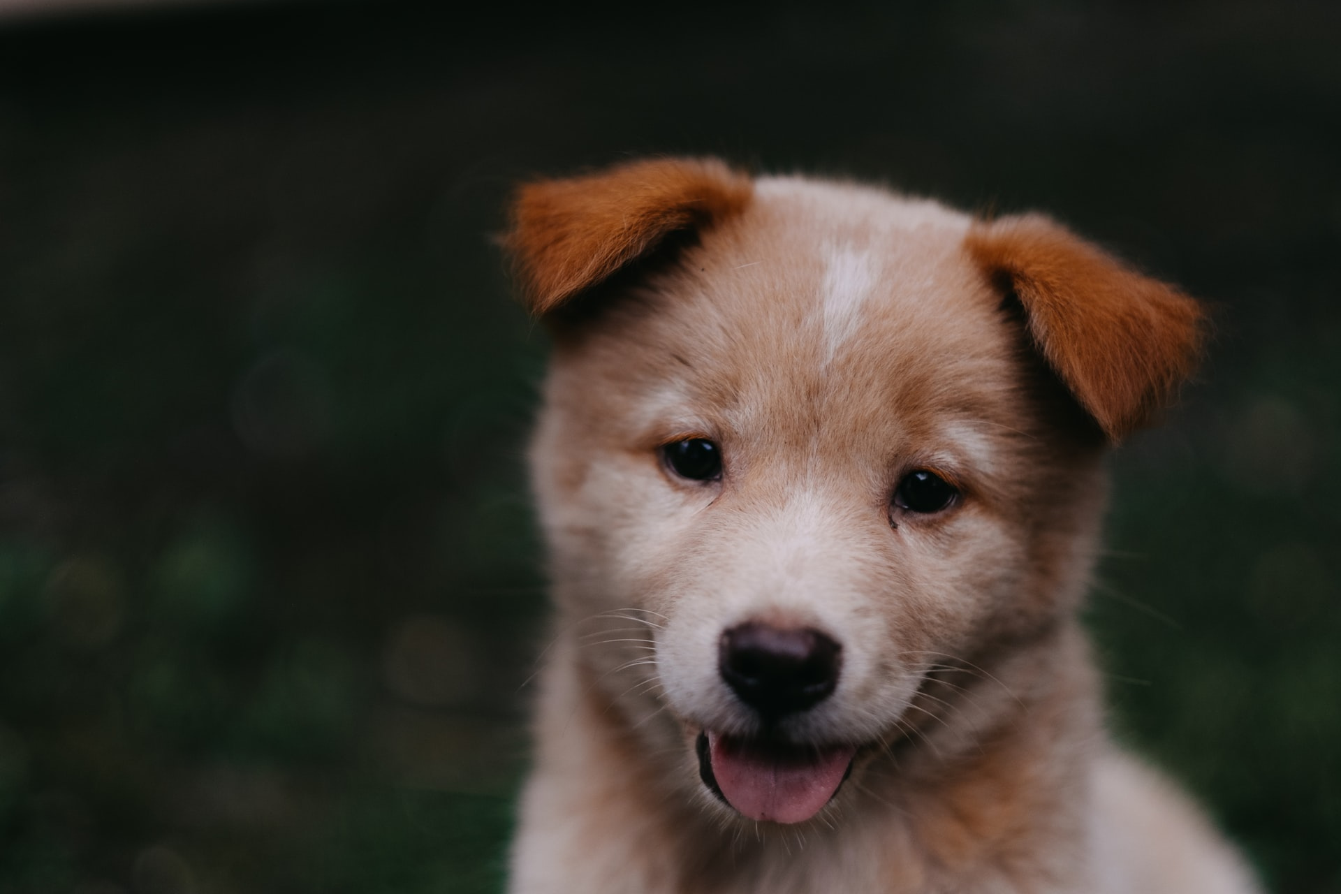 子犬のお散歩デビュー、用意したいことや注意点は?
