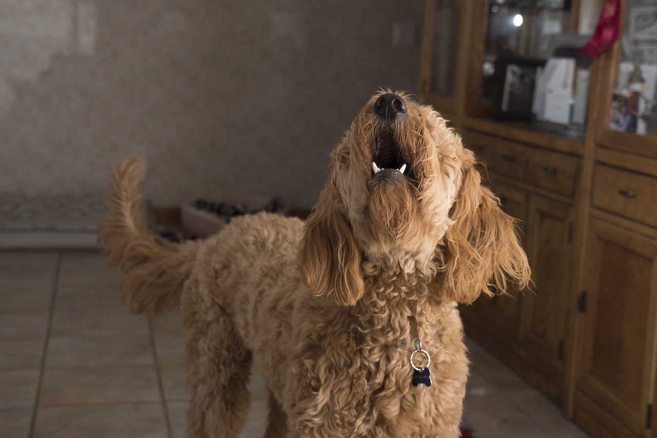 愛犬が留守番中に吠えている?予防と対策