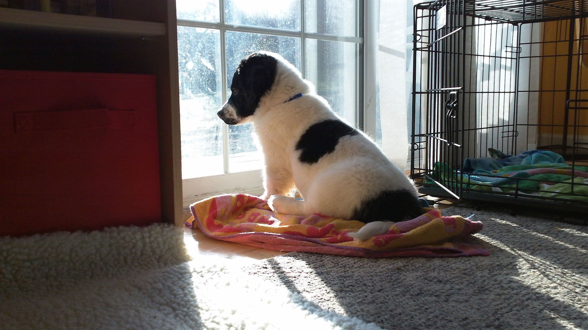 愛犬が留守番中に吠えている?予防と対策