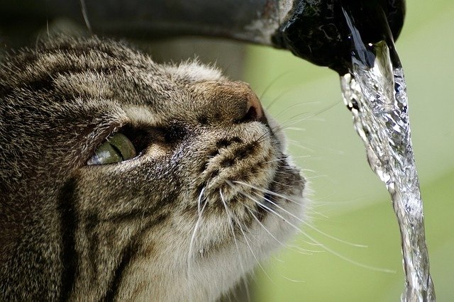 猫にシャンプーは必要?必要性や注意点紹介