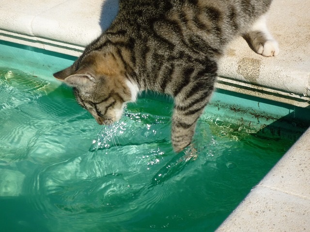 猫にシャンプーは必要?必要性や注意点紹介