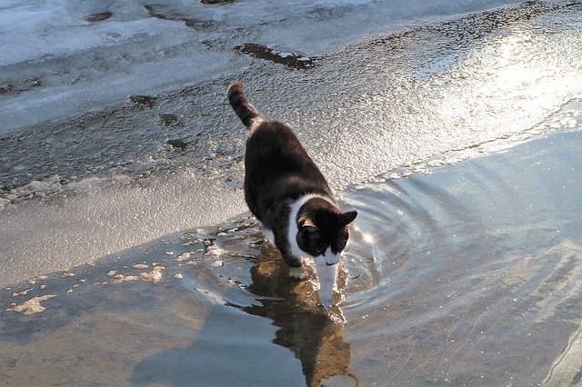 猫にシャンプーは必要?必要性や注意点紹介