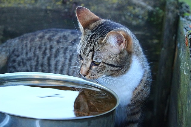 猫にシャンプーは必要?必要性や注意点紹介