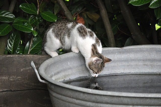 猫にシャンプーは必要?必要性や注意点紹介