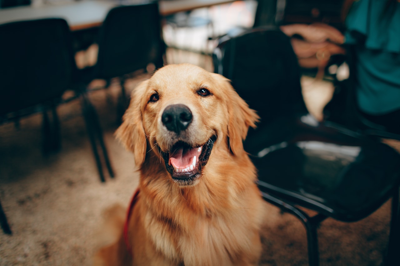 メリットたくさん!動物病院が大好きな犬にしよう