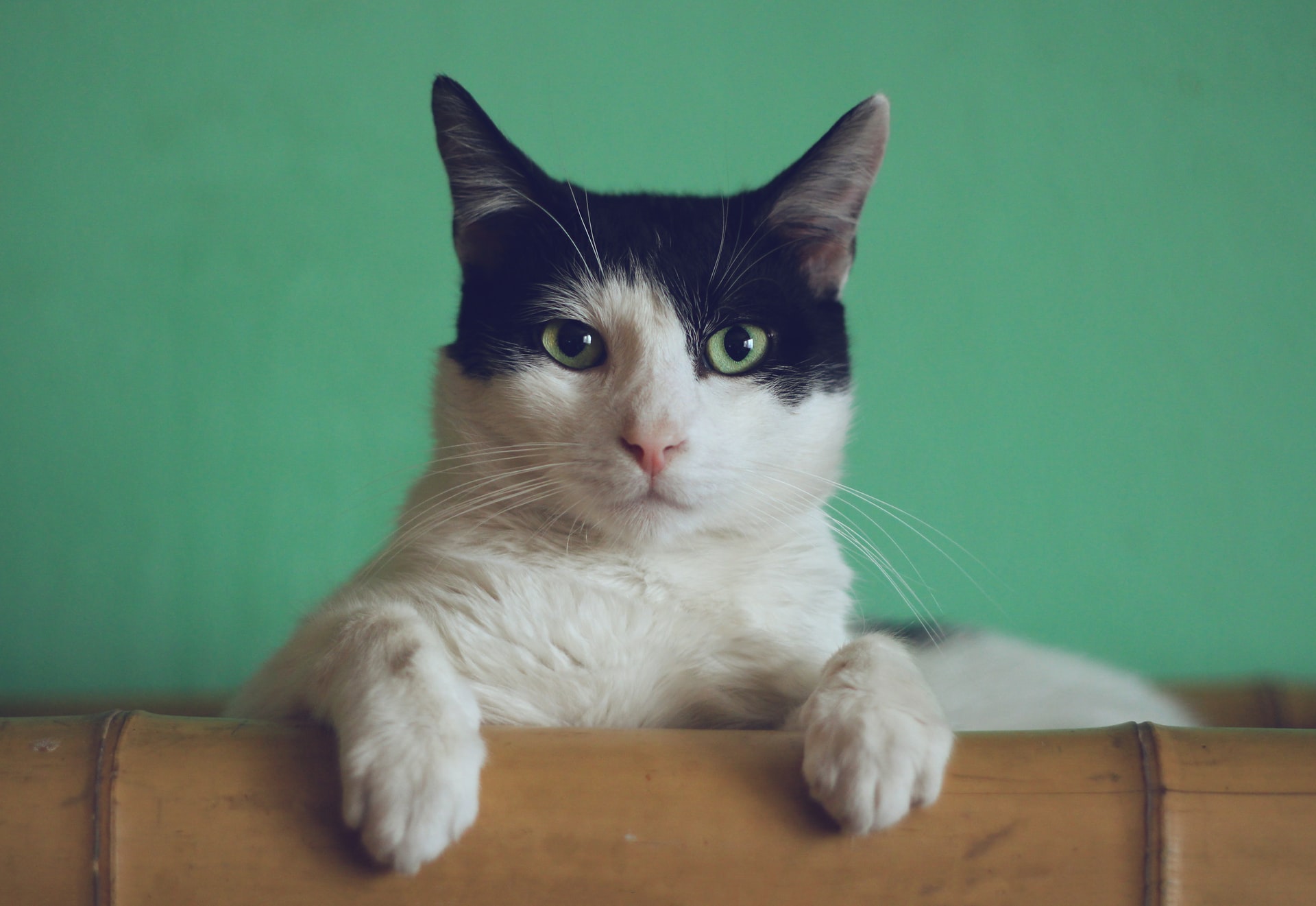 夜中に猫が騒いで寝不足!静かに寝てもらうには?