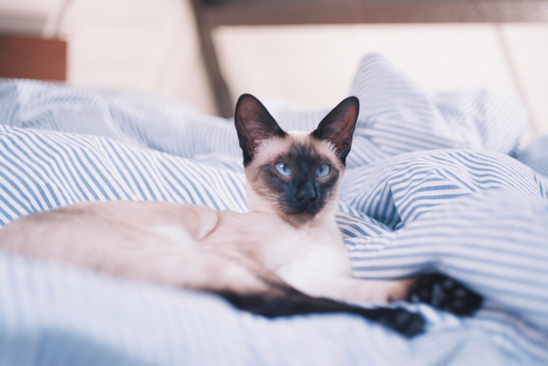 夜中に猫が騒いで寝不足!静かに寝てもらうには?