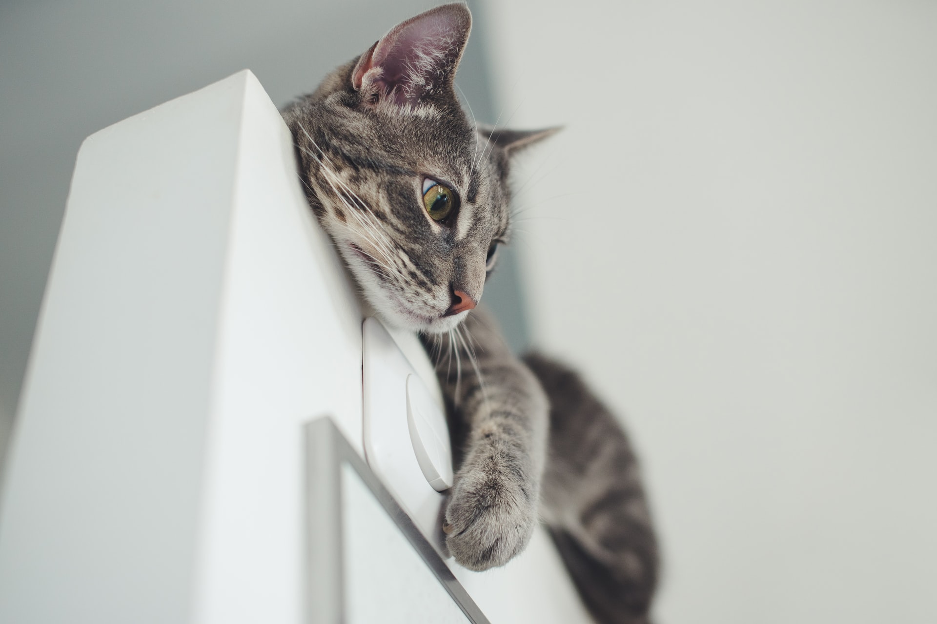 夜中に猫が騒いで寝不足!静かに寝てもらうには?
