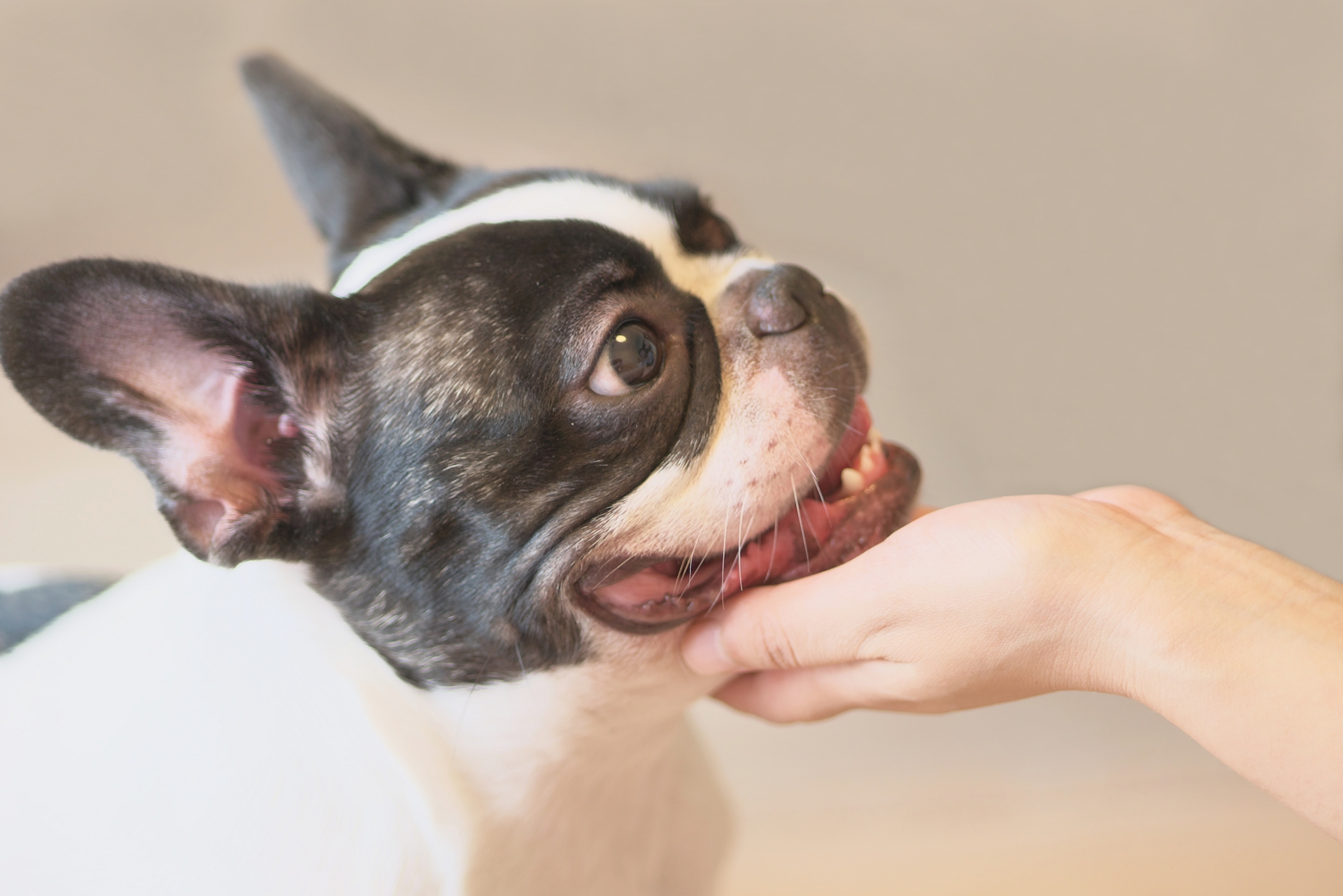 犬との絆の結び方