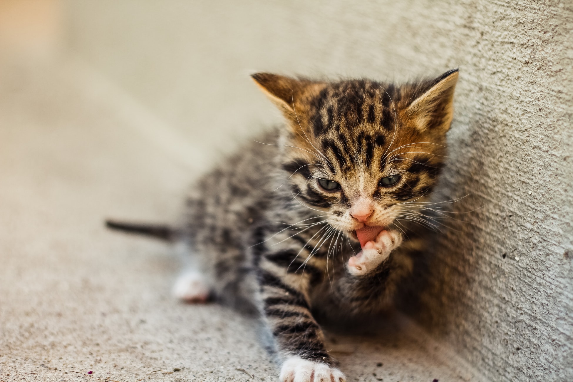 猫の毛球症について 原因と対策法