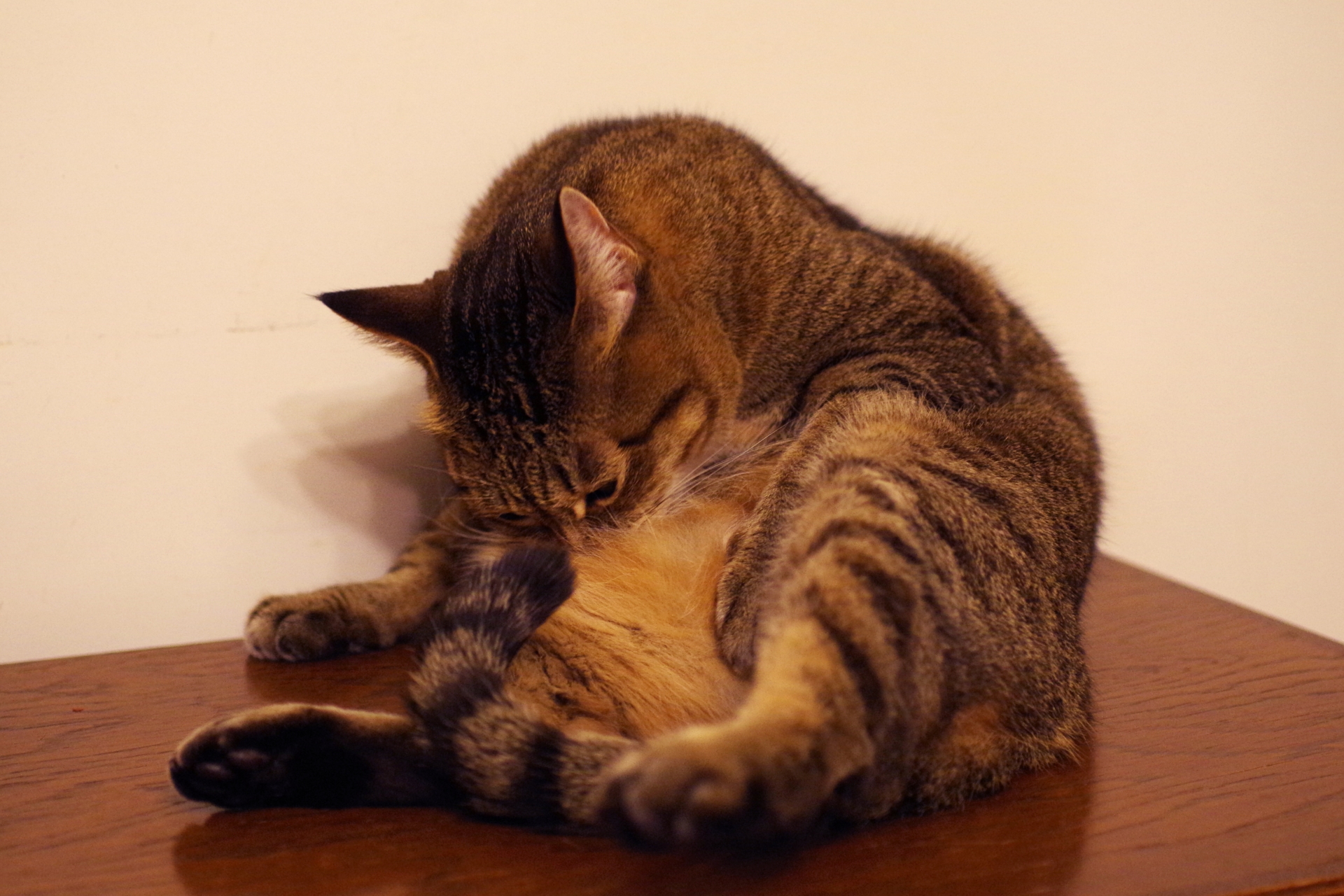 猫の心因性脱毛について 原因と対策法