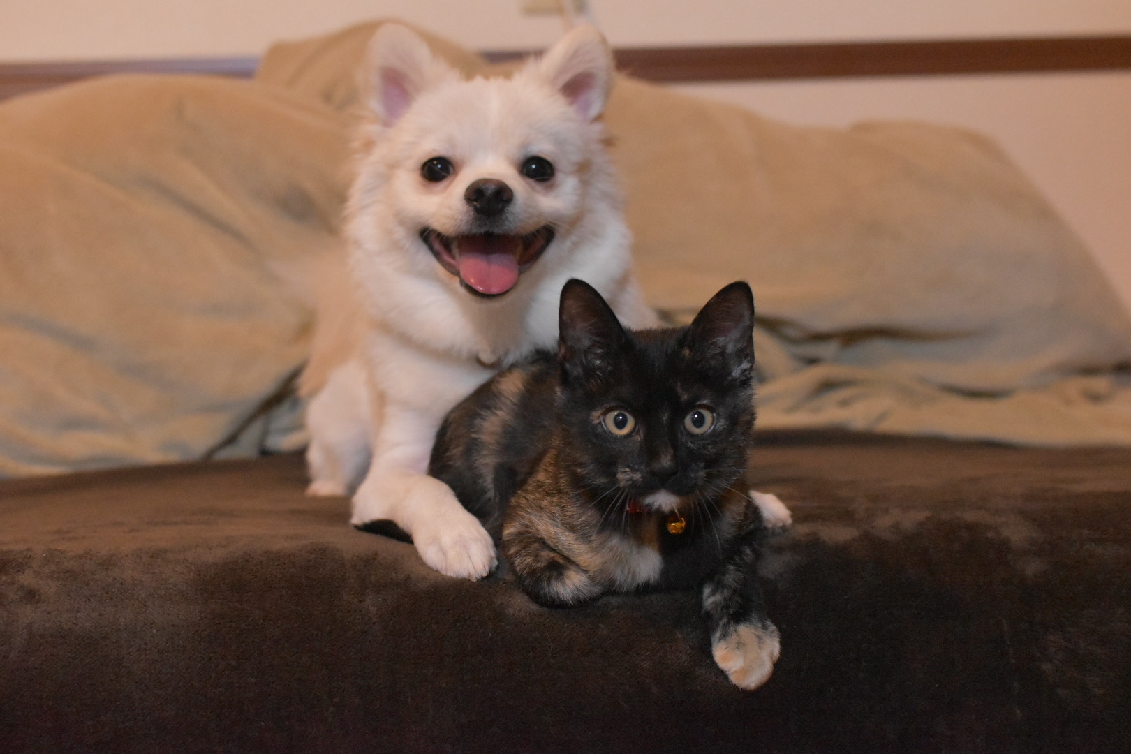 「猫は犬より飼いやすい」というイメージの大きな誤解
