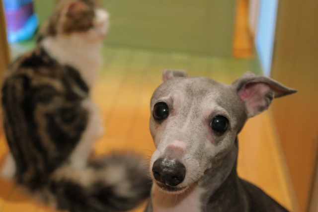 「猫は犬より飼いやすい」というイメージの大きな誤解