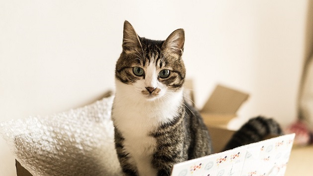 「猫は犬より飼いやすい」というイメージの大きな誤解