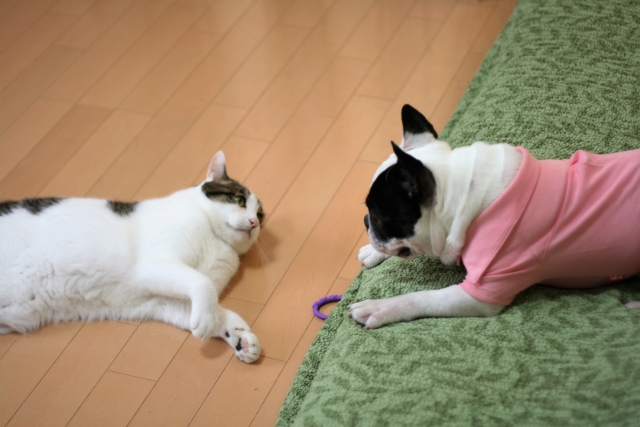 「猫は犬より飼いやすい」というイメージの大きな誤解