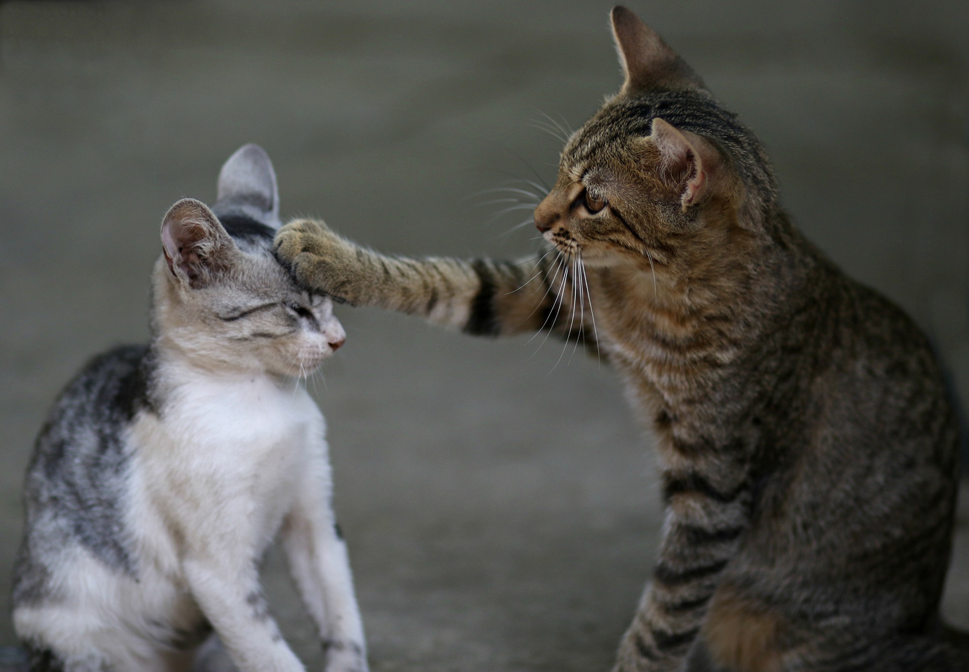 愛猫に引っかかれた!手当ての方法とふれあい時のポイント