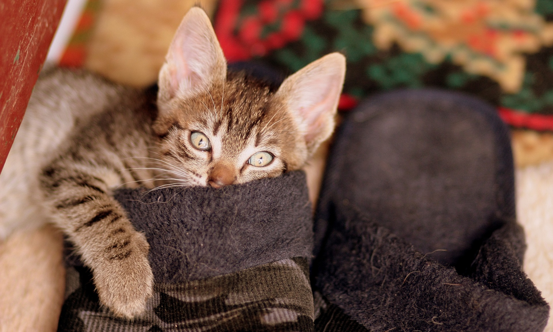 愛猫に引っかかれた！手当ての方法とふれあい時のポイント