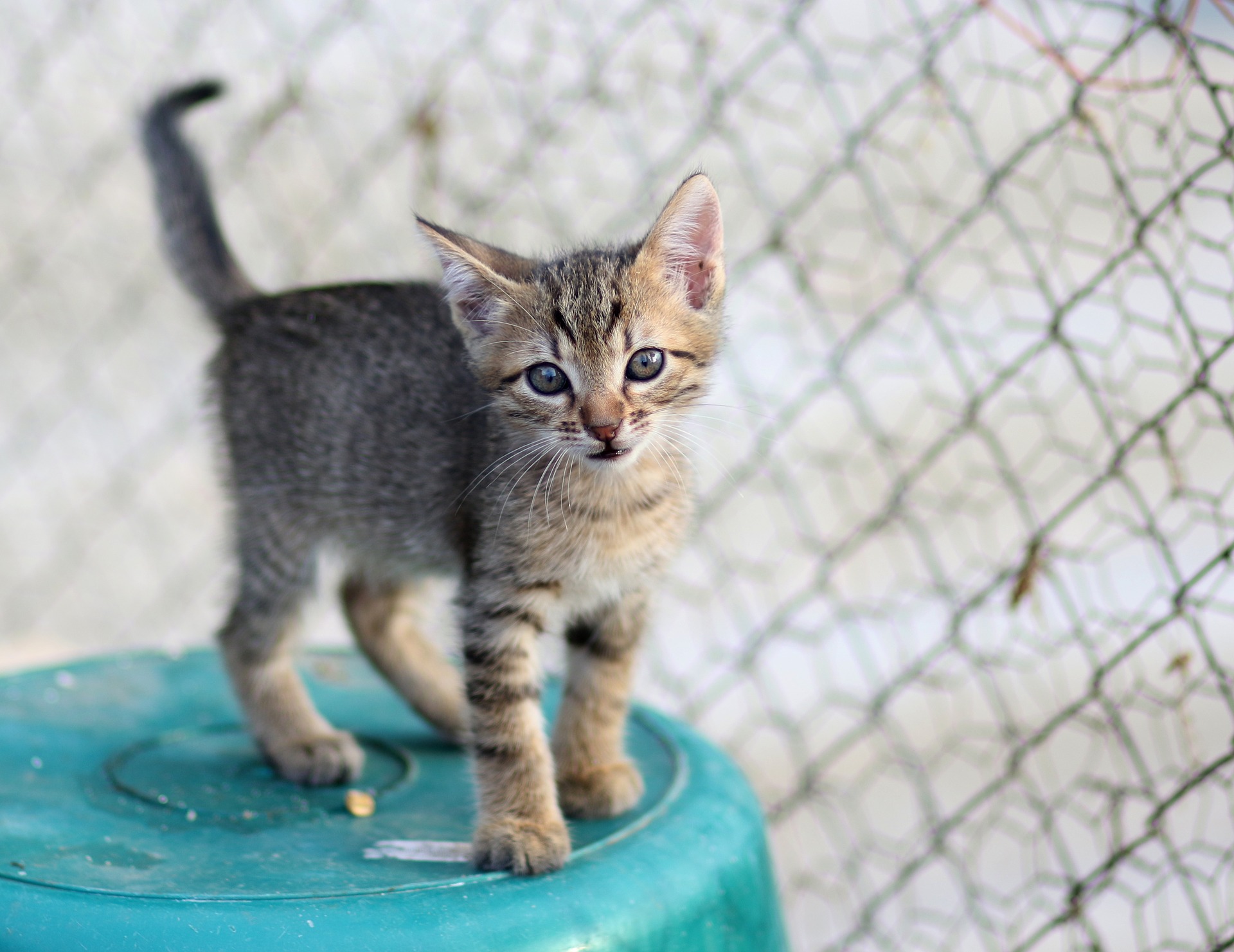 猫の爪とぎで家の中がボロボロにならない対策5選