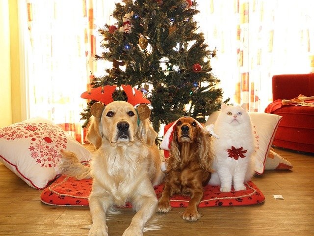 犬と過ごすクリスマス!犬も食べられるおすすめレシピ紹介
