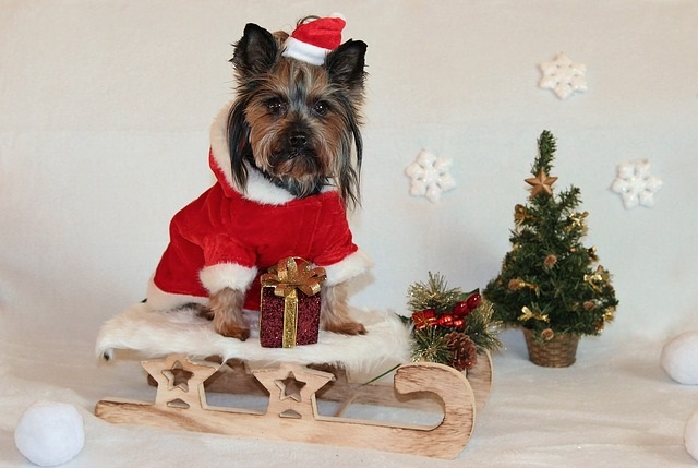 犬と過ごすクリスマス!犬も食べられるおすすめレシピ紹介