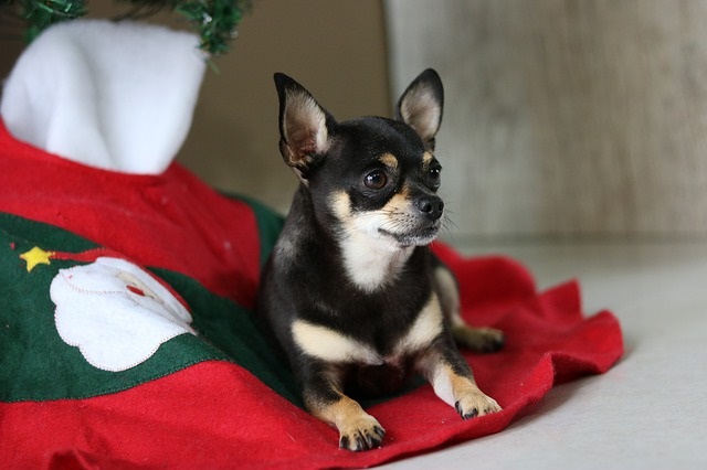 犬と過ごすクリスマス!犬も食べられるおすすめレシピ紹介