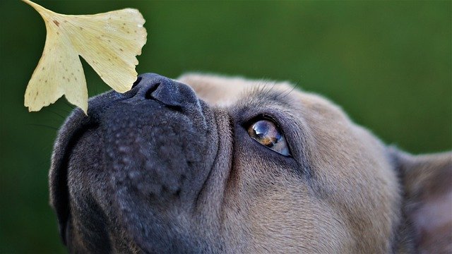 犬の停留睾丸について知りましょう