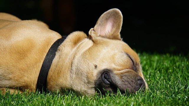 犬の停留睾丸について知りましょう