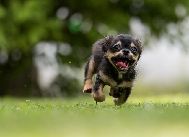 犬の停留睾丸について知りましょう