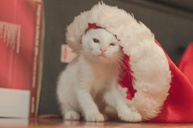 猫と過ごすクリスマス!猫も食べられるおすすめレシピ紹介