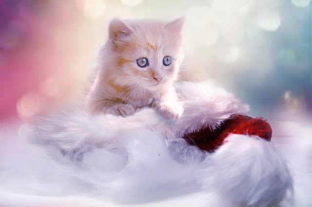 猫と過ごすクリスマス!猫も食べられるおすすめレシピ紹介