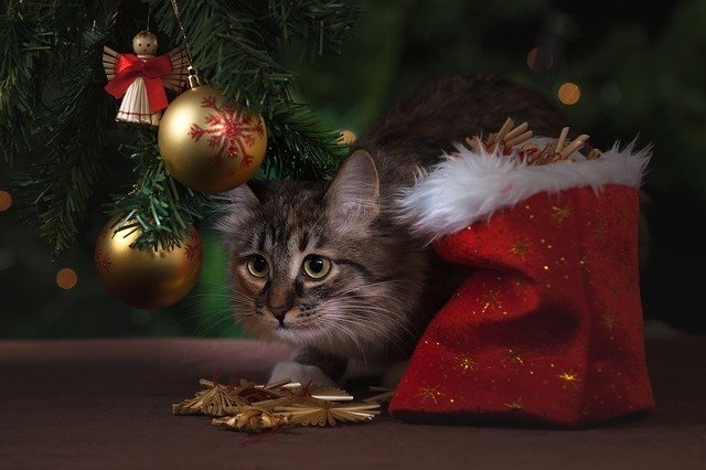 猫と過ごすクリスマス!猫も食べられるおすすめレシピ紹介
