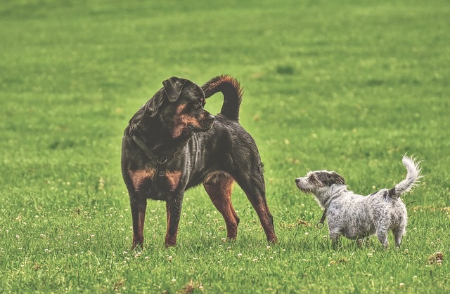 犬がぐるぐる回る理由は?原因や対処法紹介