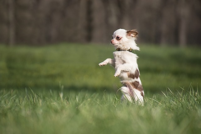 犬がぐるぐる回る理由は?原因や対処法紹介