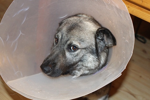 犬がぐるぐる回る理由は?原因や対処法紹介