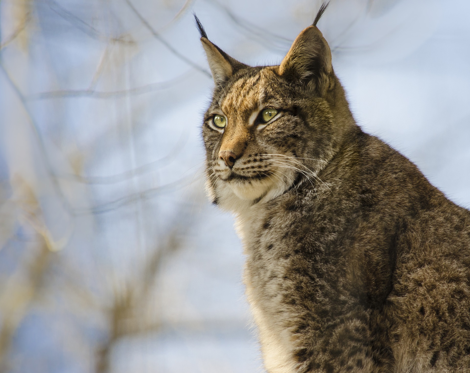 オオヤマネコは飼えるの?ペットとして飼えるのかを紹介