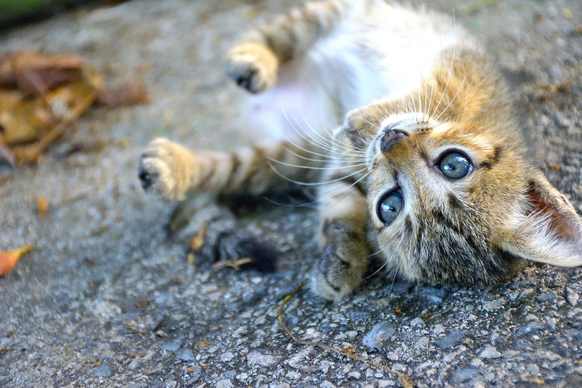 愛猫の運動不足解消におすすめの遊びは?ポイントを紹介
