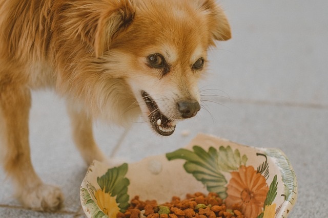 意外と知らない、犬が食べても良いものダメなもの