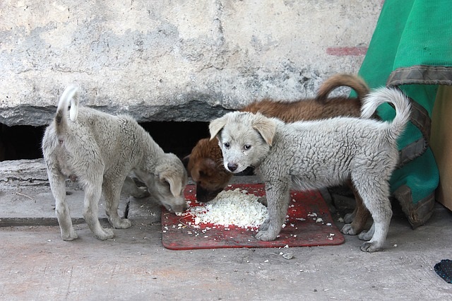 意外と知らない、犬が食べても良いものダメなもの