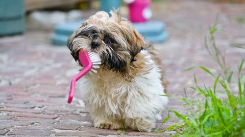 知らずにしている愛犬への優しい虐待