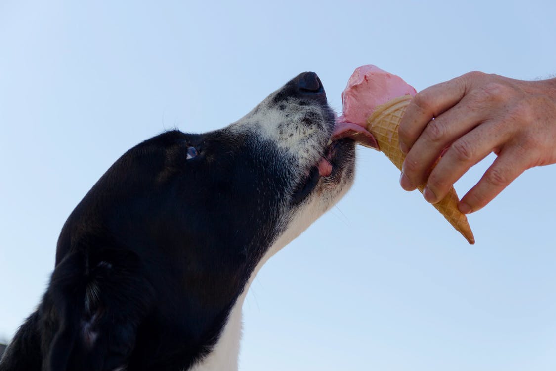 知らずにしている愛犬への優しい虐待