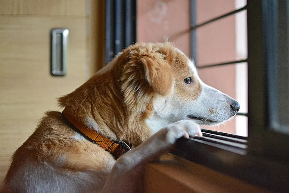 知らずにしている愛犬への優しい虐待