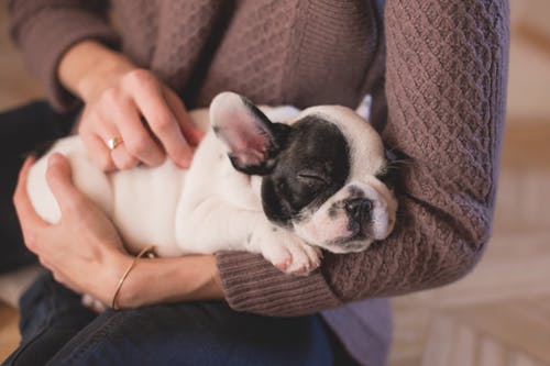 知らずにしている愛犬への優しい虐待